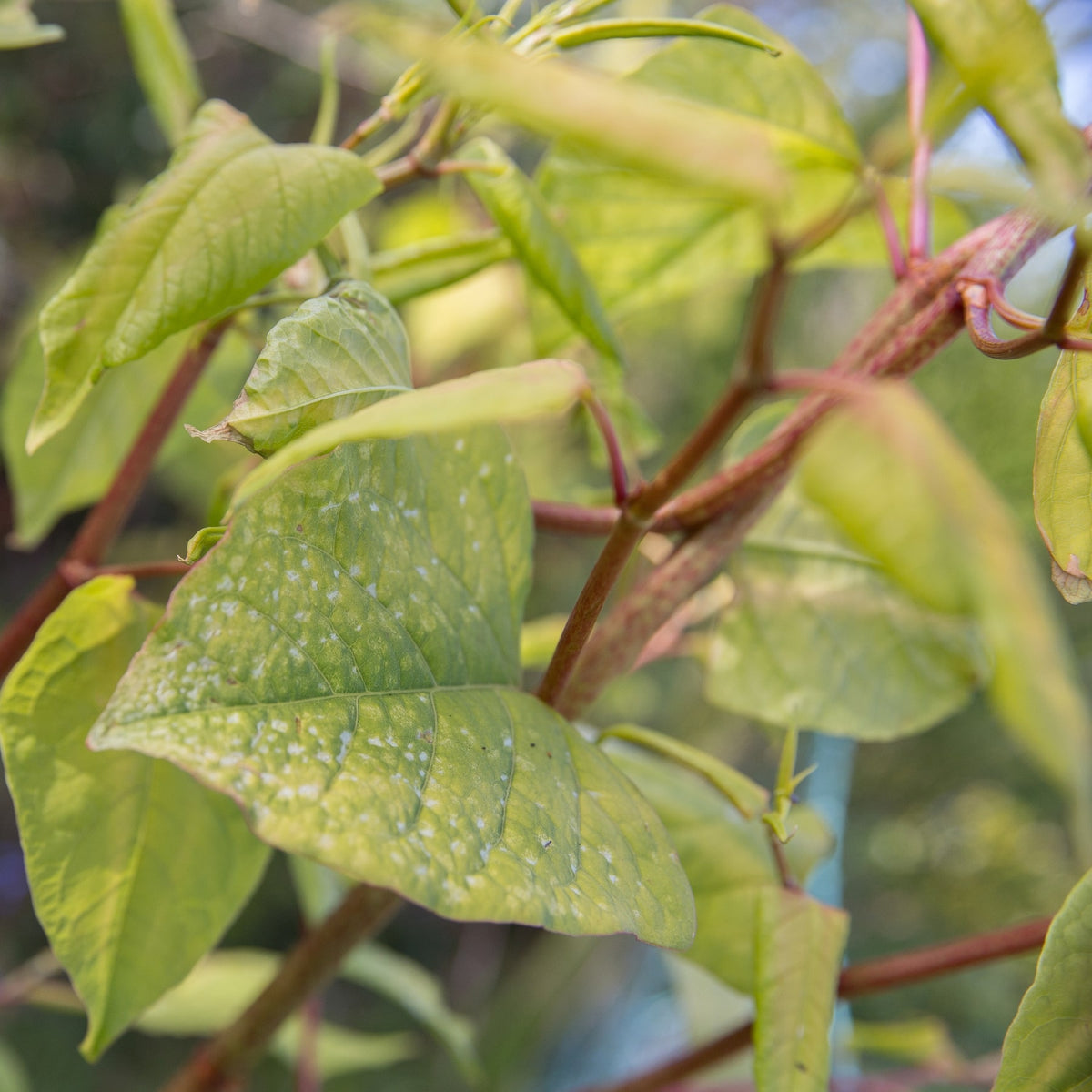 Knotweed Extract | EviDenS de Beauté