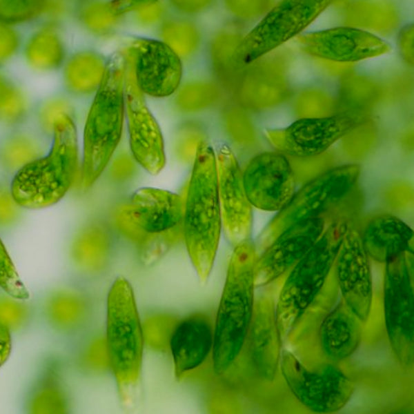 Euglena Gracilis | EviDenS de Beauté