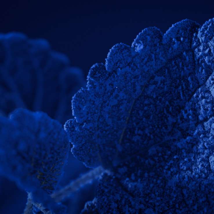 The Special Mask - Menthyl Lactate | EviDenS de Beauté