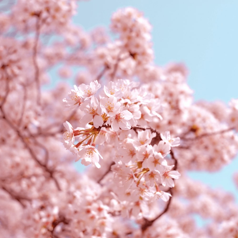 The Sakura Saho | EviDenS de Beauté