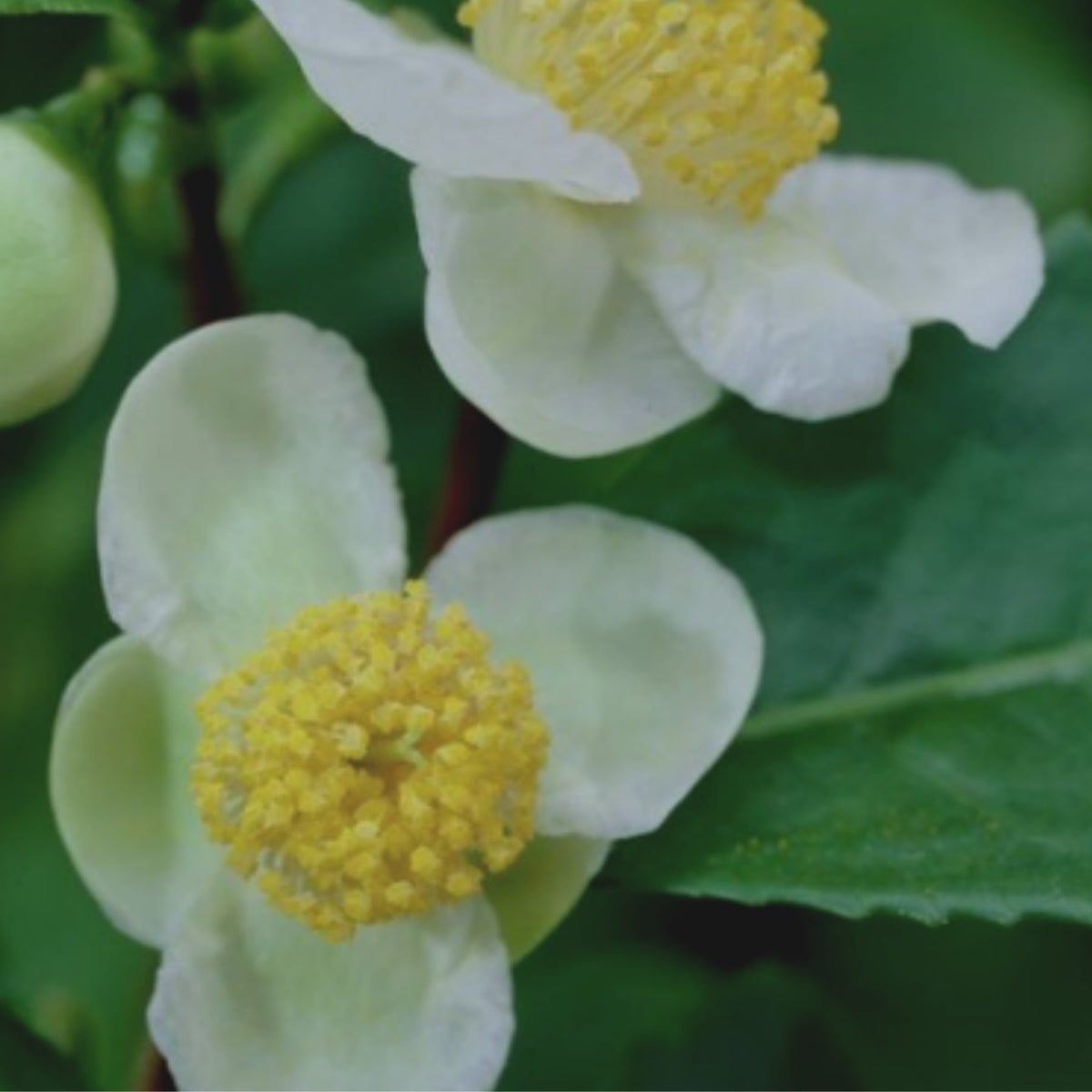 Camelia Sinensis | EviDenS de Beauté