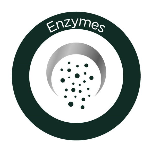 Enzymes | EviDenS de Beauté