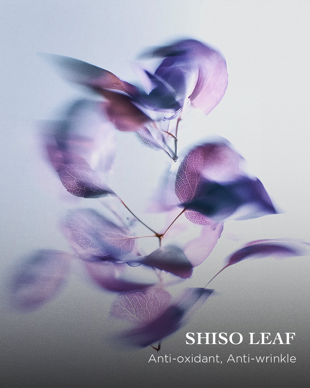 The Bi-phase Eye & Lip Make-up Remover | EviDenS de Beauté